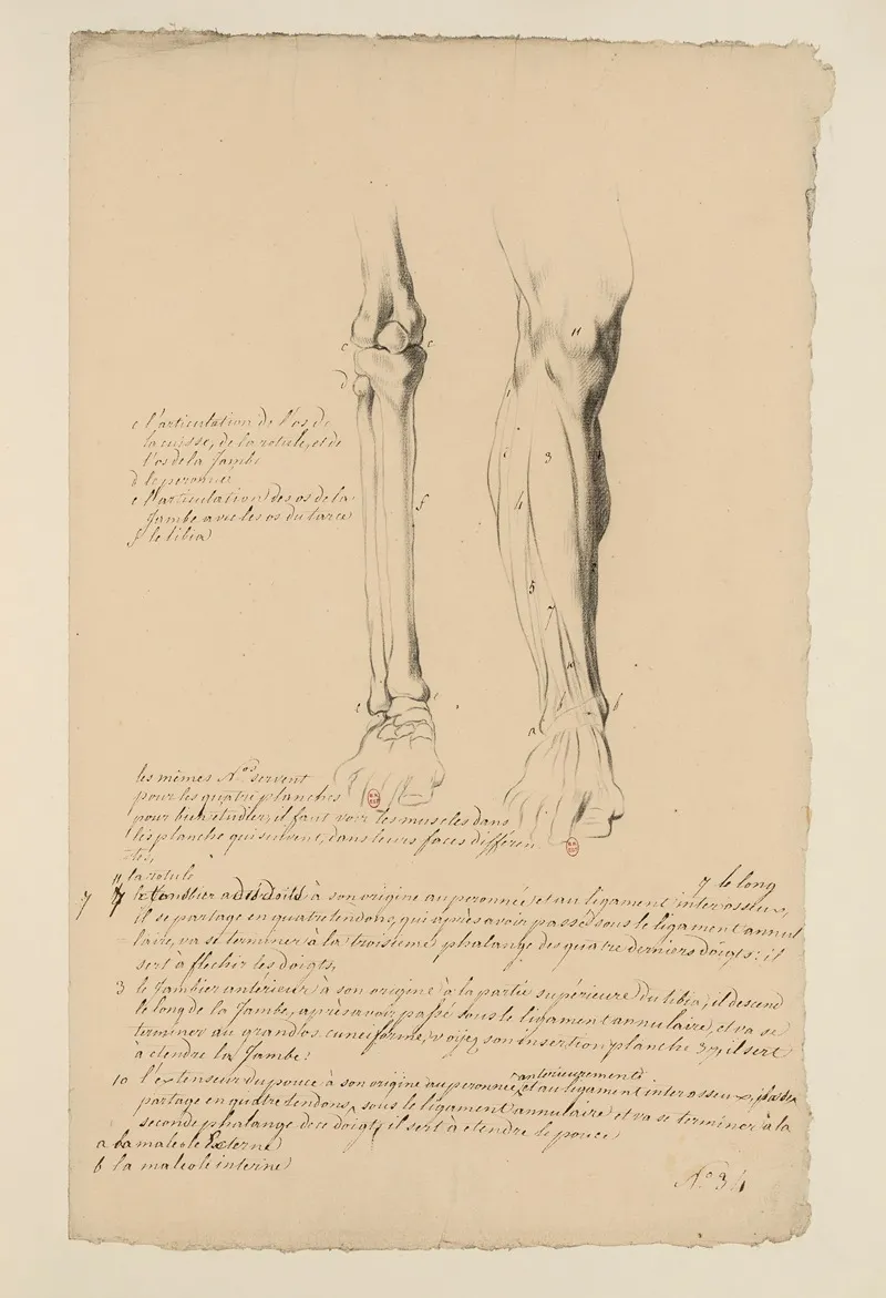 Cahiers Danatomie Pl 30