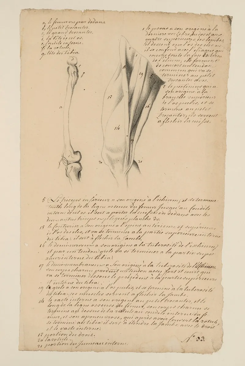 Cahiers Danatomie Pl 31