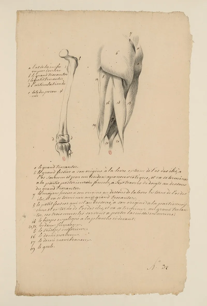 Cahiers Danatomie Pl 32