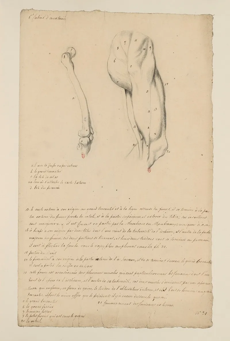 Cahiers Danatomie Pl 33