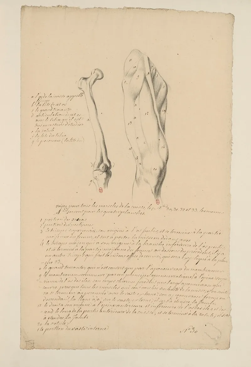 Cahiers Danatomie Pl 34