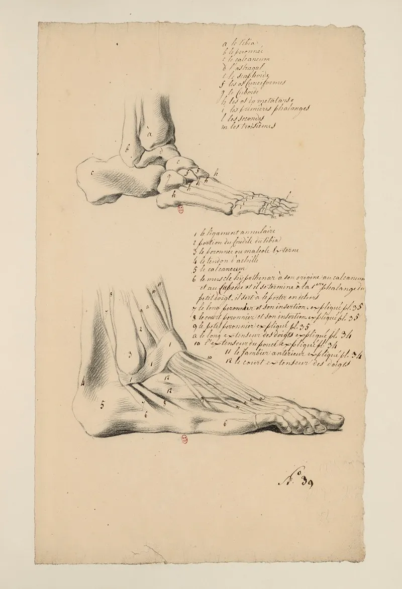 Cahiers Danatomie Pl 35