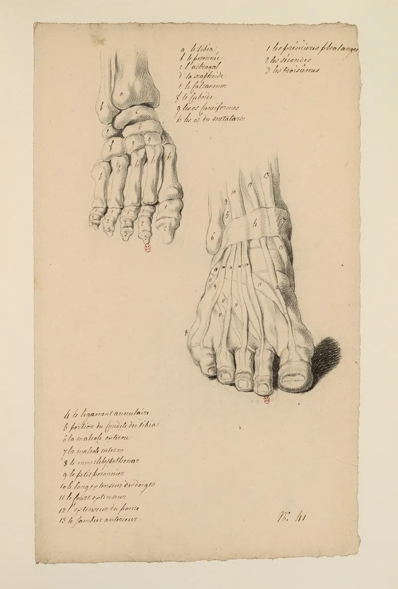 Cahiers Danatomie Pl 37