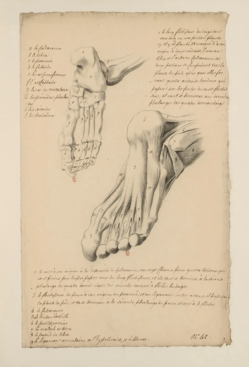Cahiers Danatomie Pl 38