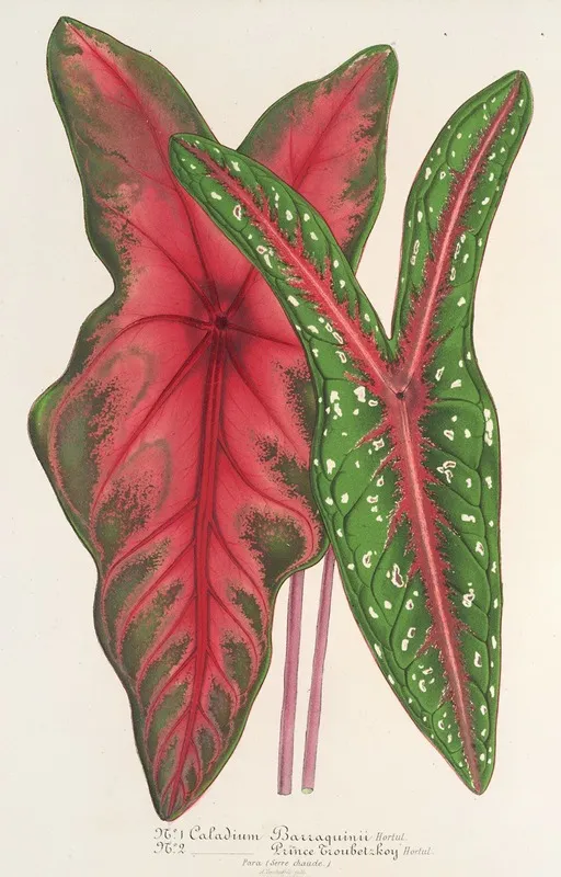 Caladium Baraquinii Troubetzkoy Wall Art by Charles Antoine Lemaire - High-Resolution Digital Print