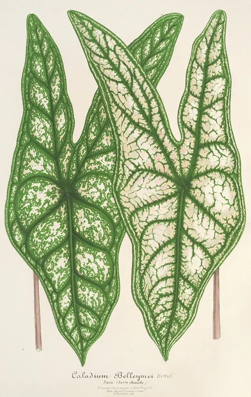 Caladium Belleymei Wall Art by Charles Antoine Lemaire - High-Resolution Digital Print