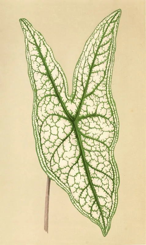 Caladium Belleymii Wall Art by Edward Joseph Lowe - High-Resolution Digital Print