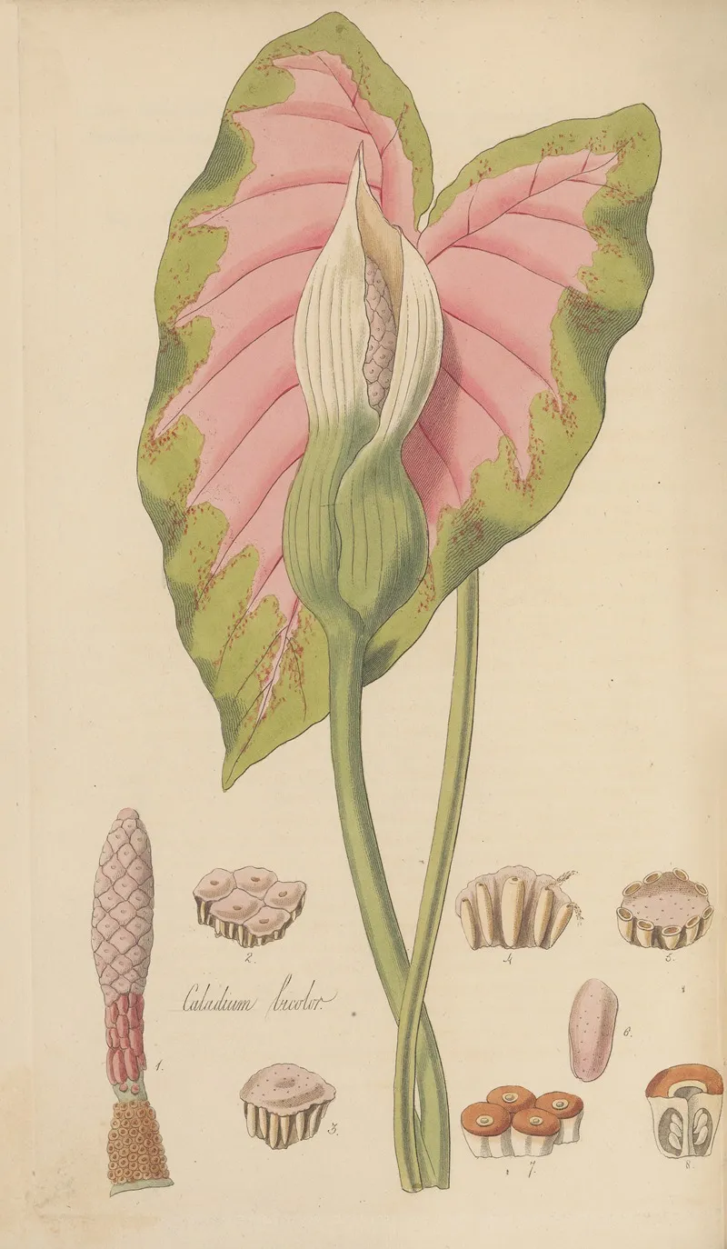 Caladium Bicolor Wall Art by William Jackson Hooker - High-Resolution Digital Print