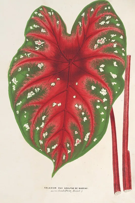 Caladium Duc Adolphe De Nassau Wall Art by Charles Antoine Lemaire - High-Resolution Digital Print