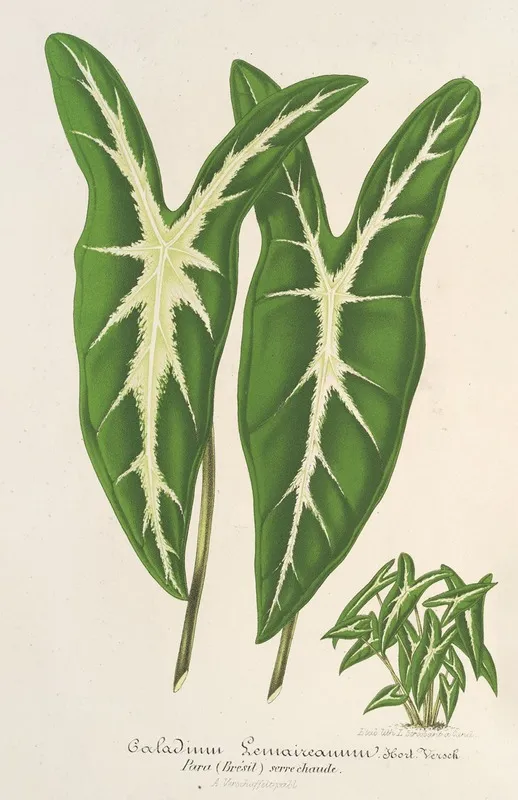 Caladium Lemaireanum Wall Art by Charles Antoine Lemaire - High-Resolution Digital Print