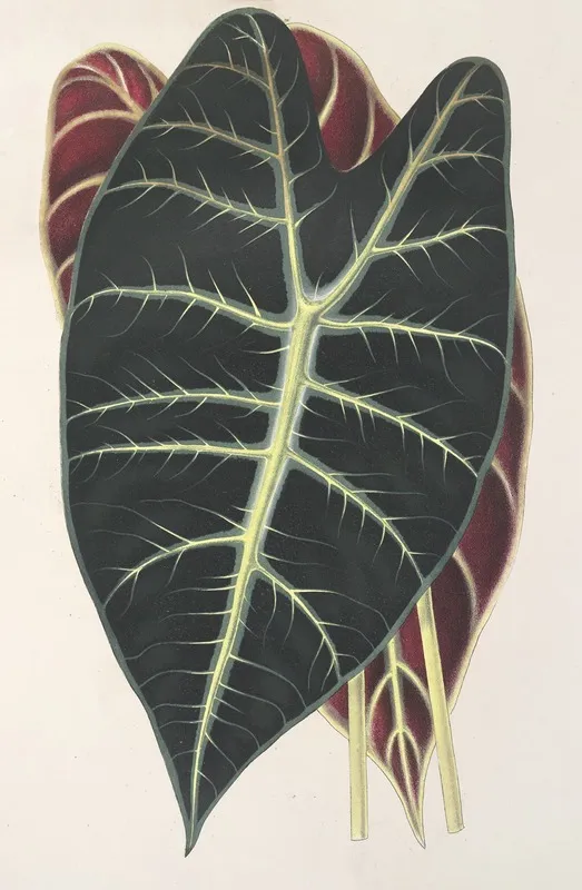 Caladium Lowii Wall Art by Charles Antoine Lemaire - High-Resolution Digital Print