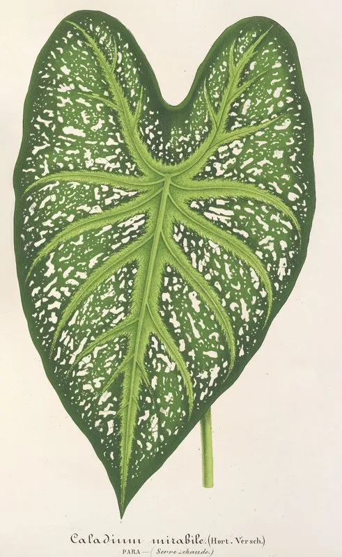 Caladium Mirabile 2 Wall Art by Charles Antoine Lemaire - High-Resolution Digital Print