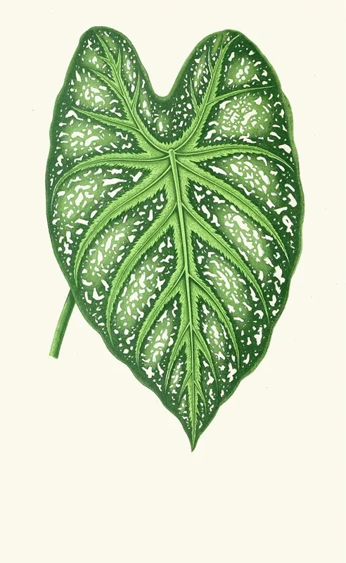 Caladium Mirabile Wall Art by Edward Joseph Lowe - High-Resolution Digital Print