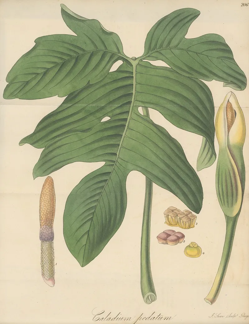 Caladium Pedatum Wall Art by William Jackson Hooker - High-Resolution Digital Print