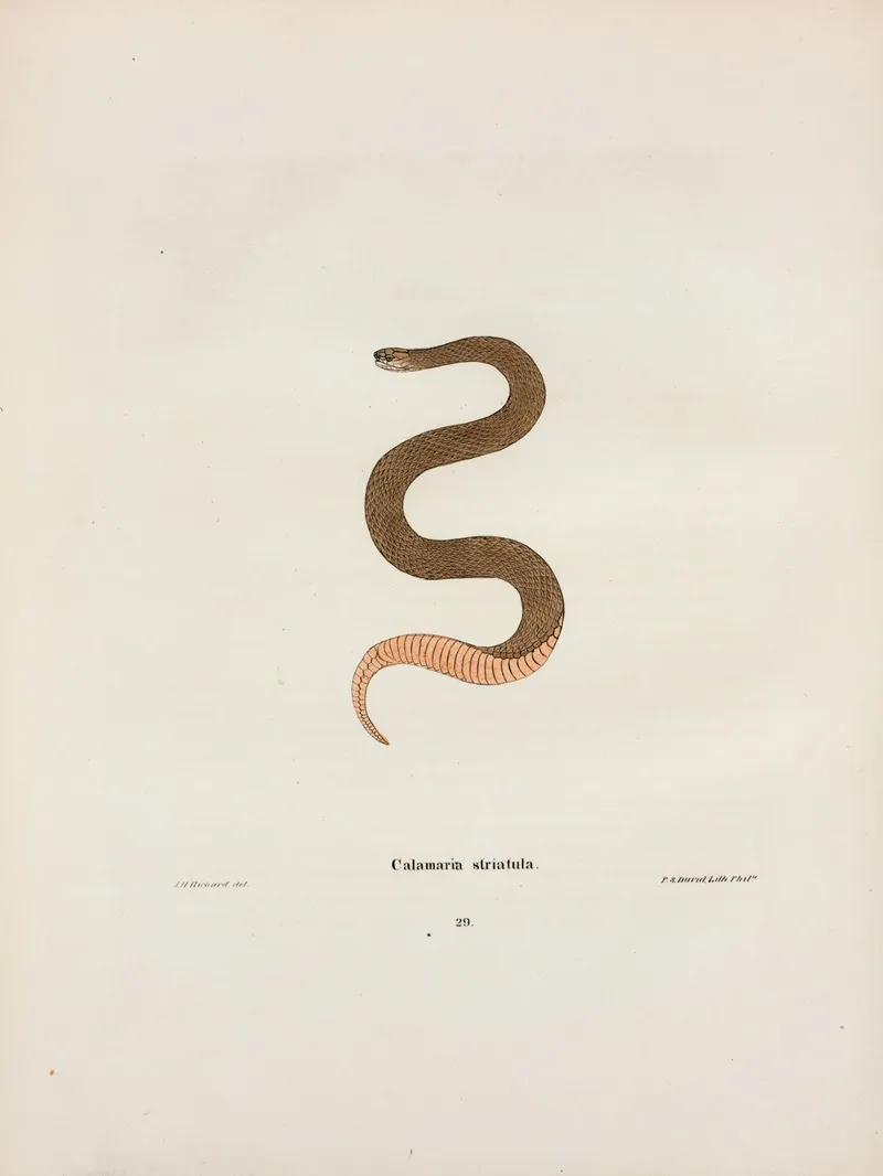 Calamaria Elapsoidea Wall Art by John Edwards Holbrook - High-Resolution Digital Print