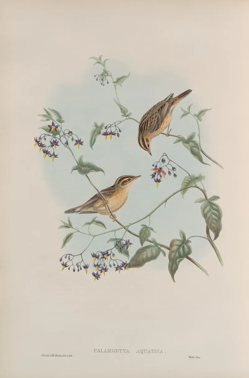 Calamodyta Aquatica Aquatic Warbler Wall Art by John Gould - High-Resolution Digital Print