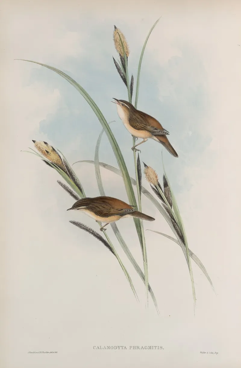 Calamodyta Phragmitis Sedge Warbler Or Chat Wall Art by John Gould - High-Resolution Digital Print