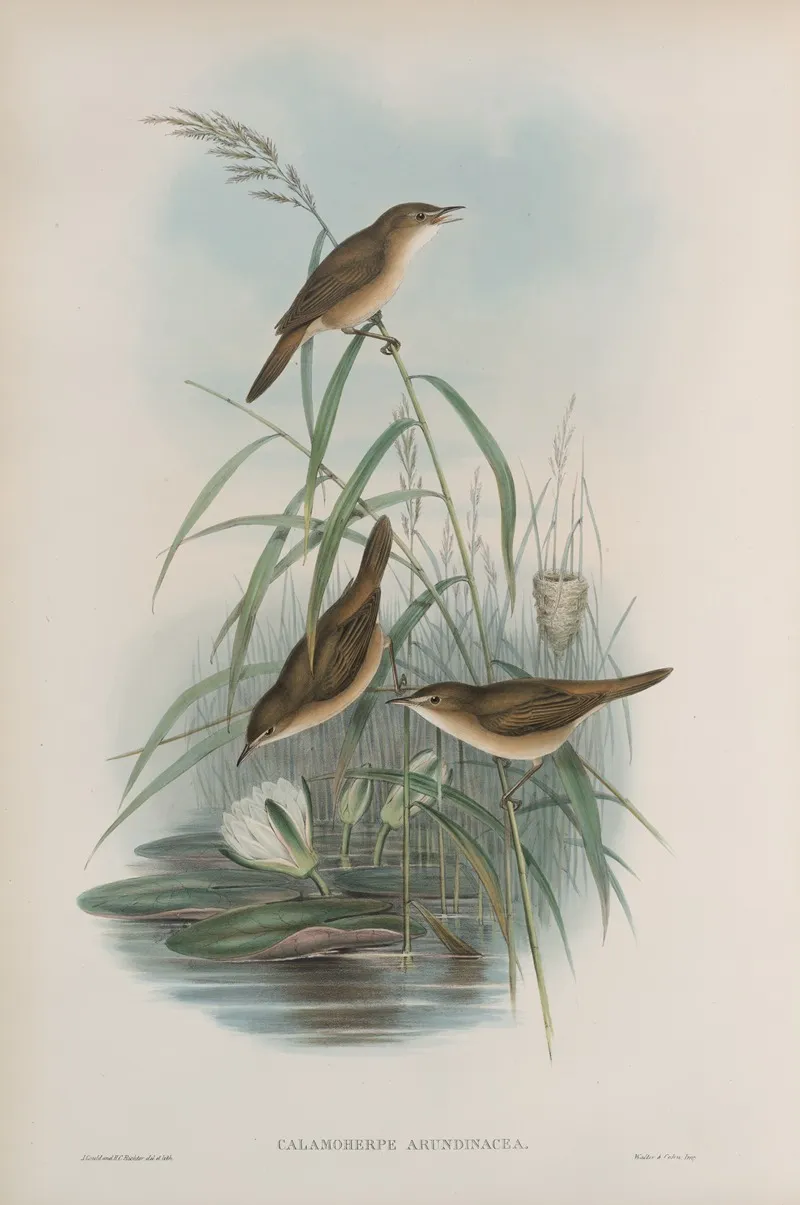 Calamoherpe Arundinacea Reed Warbler Wall Art by John Gould - High-Resolution Digital Print