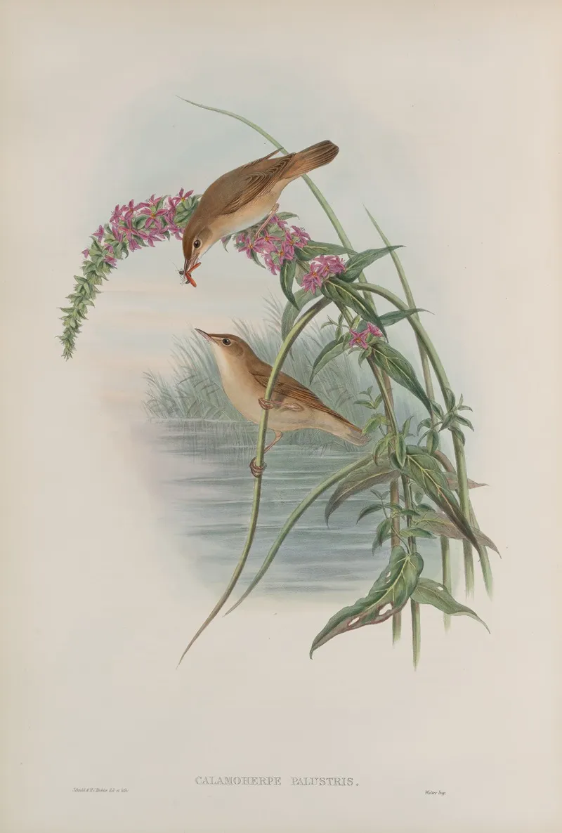Calamoherpe Palustris Marsh Warbler Wall Art by John Gould - High-Resolution Digital Print