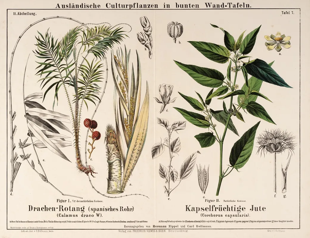 Calamus Draco Corchorus Capsularis Drakenbloedboom Witte Jute Wall Art by Hermann Zippel - High-Resolution Digital Print
