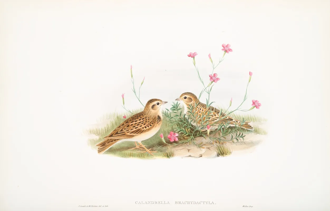 Calandrella Brachydactyla Short Toed Lark Wall Art by John Gould - High-Resolution Digital Print