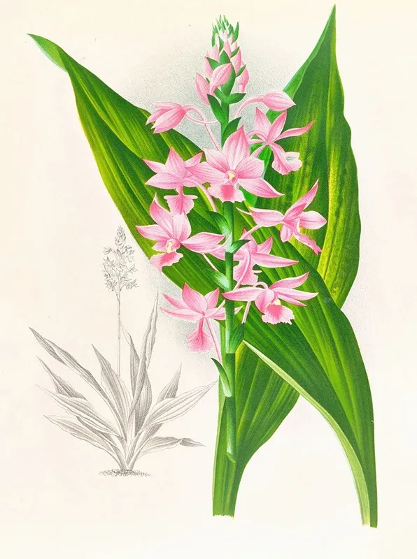 Calanthe Masuca Wall Art by Jean Jules Linden - High-Resolution Digital Print