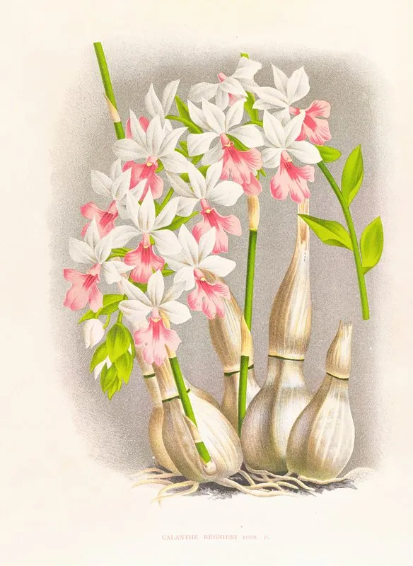 Calanthe Regnieri Wall Art by Jean Jules Linden - High-Resolution Digital Print