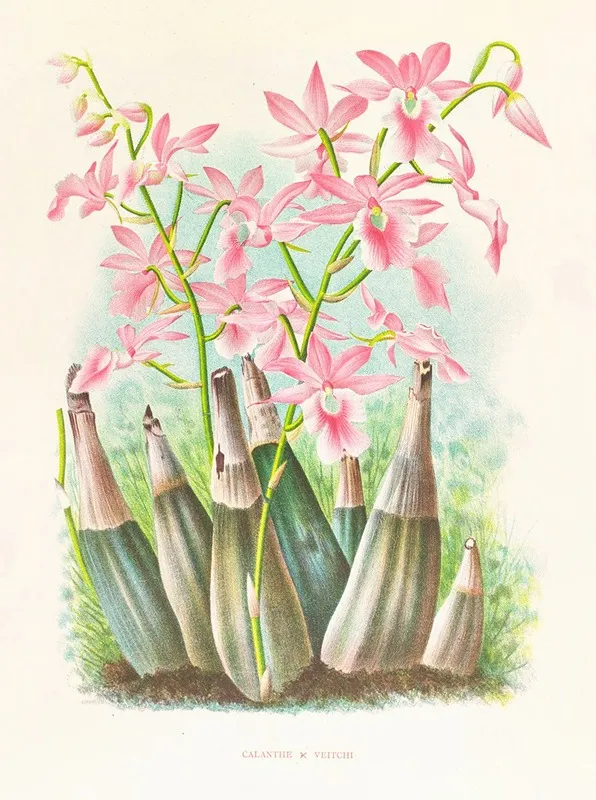 Calanthe Veitchi Wall Art by Jean Jules Linden - High-Resolution Digital Print