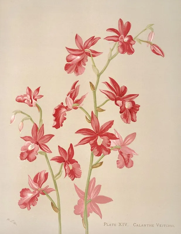 Calanthe Veitchii Wall Art by Harriet Stewart Miner - High-Resolution Digital Print