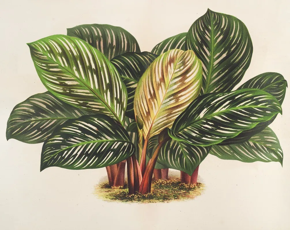 Calathea Maranta Hieroglyphica Wall Art by Charles Antoine Lemaire - High-Resolution Digital Print