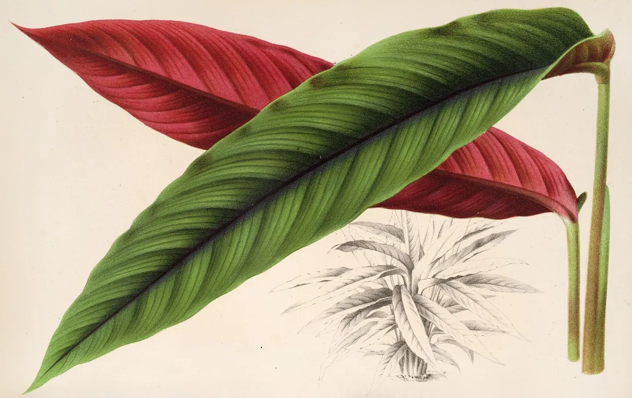 Calathea Maranta Nigro Costata Wall Art by Charles Antoine Lemaire - High-Resolution Digital Print