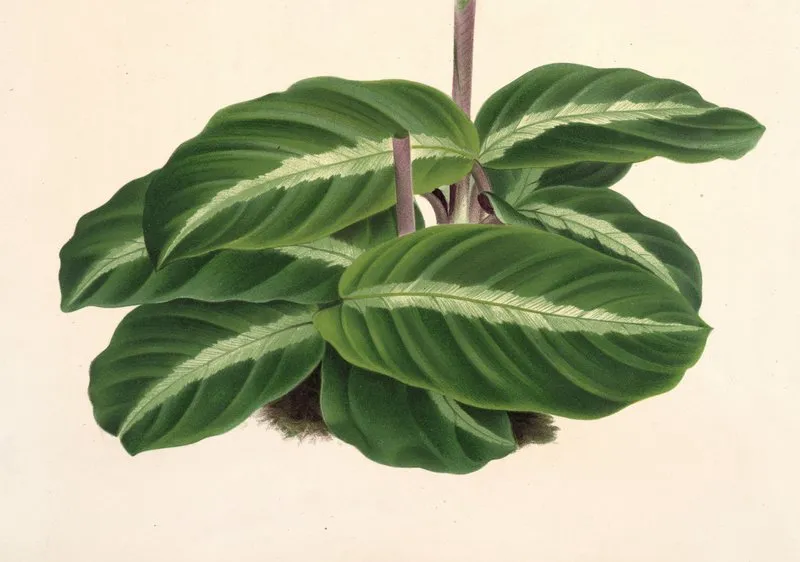 Calathea Undulata Wall Art by Charles Antoine Lemaire - High-Resolution Digital Print