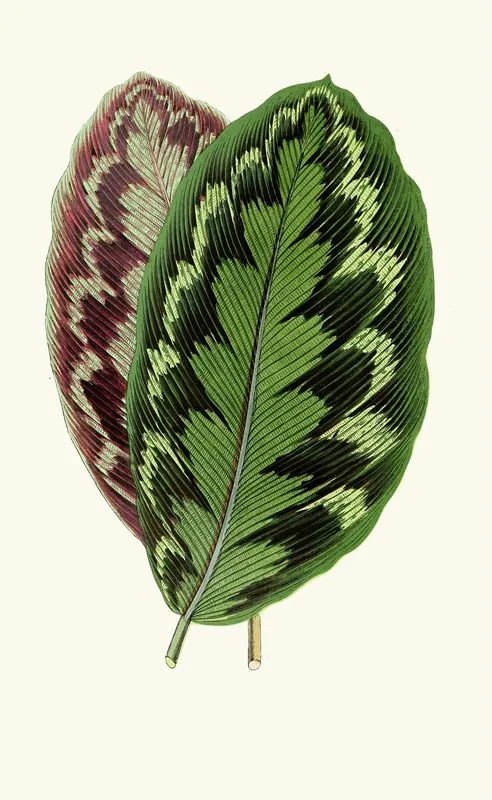 Calathea Veitchiana Wall Art by Edward Joseph Lowe - High-Resolution Digital Print