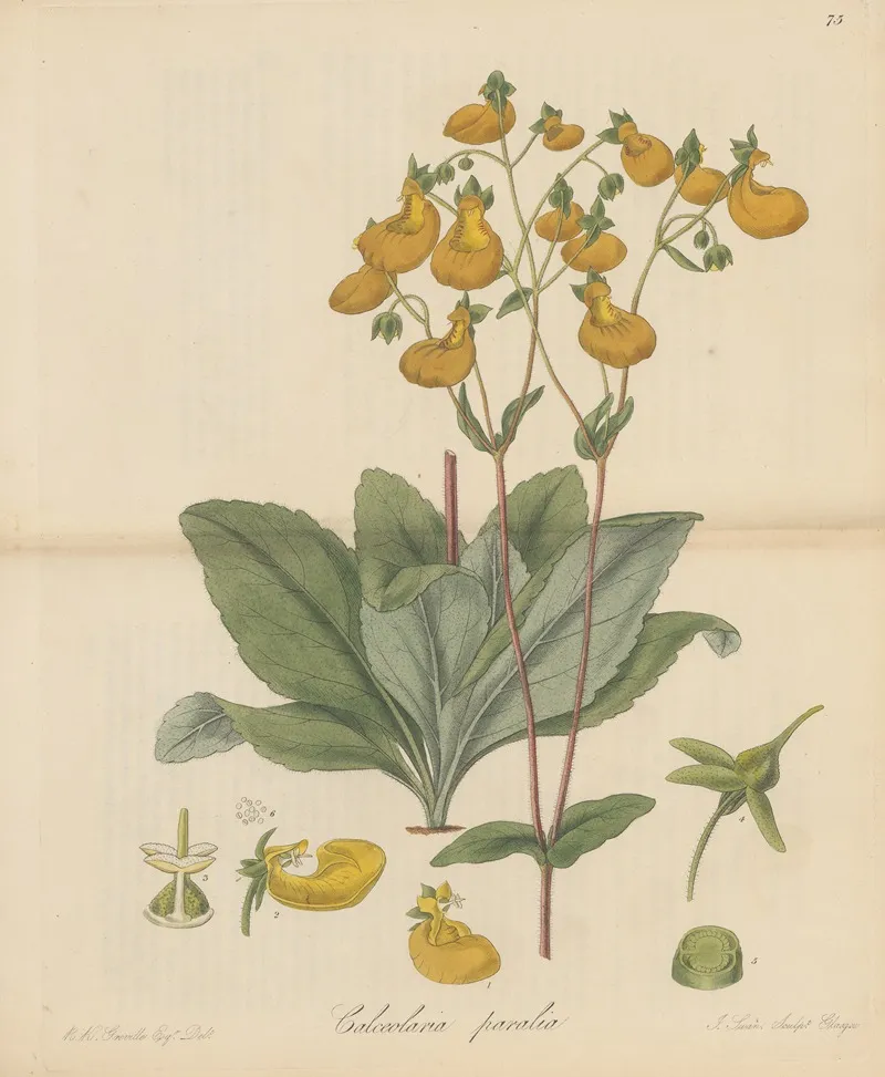 Calceolaria Paralia Wall Art by William Jackson Hooker - High-Resolution Digital Print