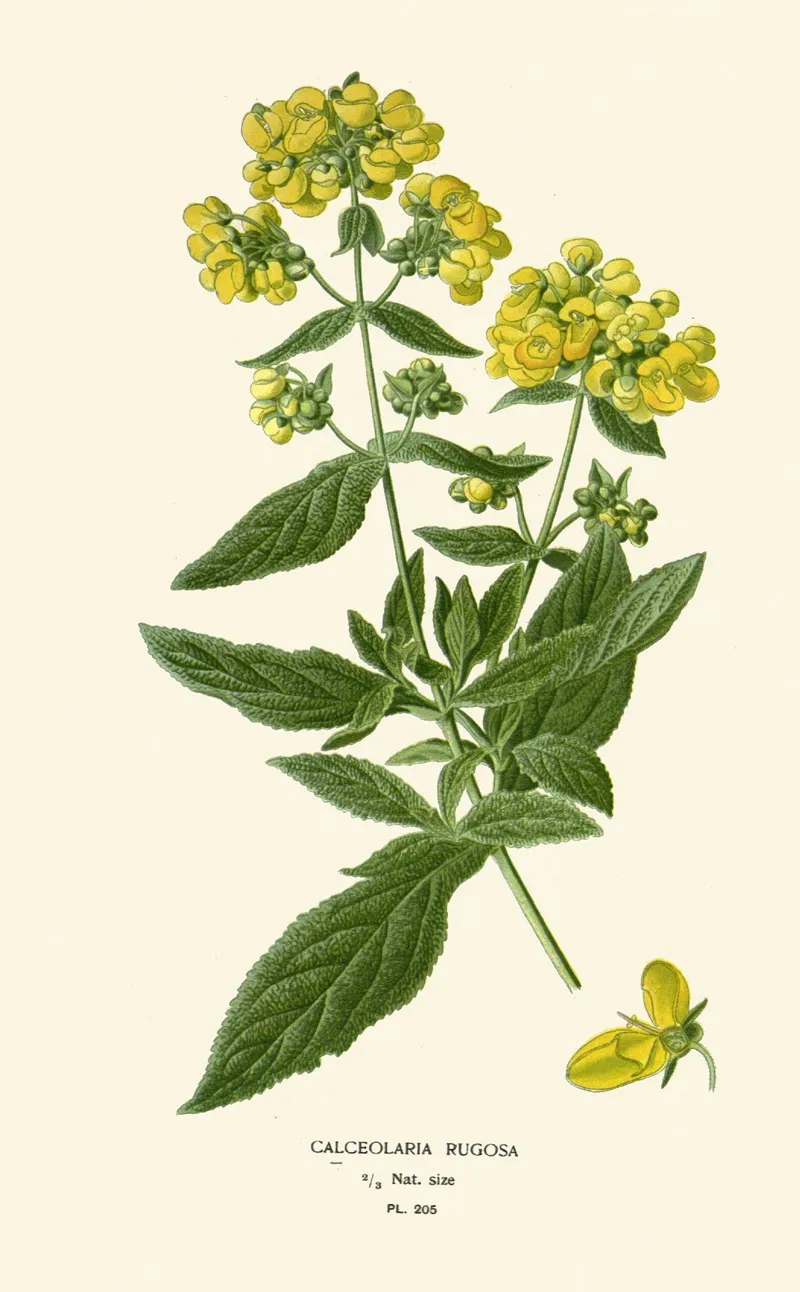Calceolaria Rugosa 2 Wall Art by Edward Step - High-Resolution Digital Print