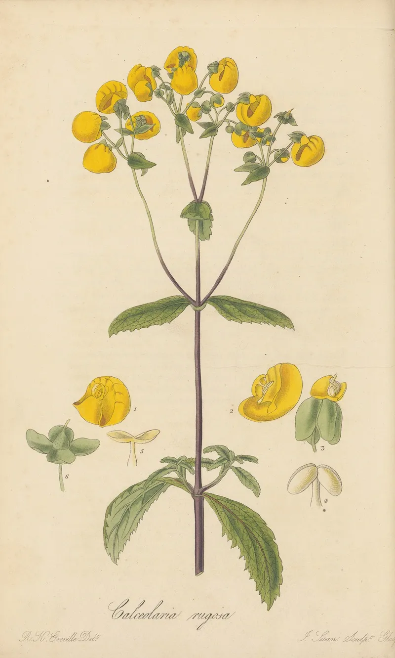 Calceolaria Rugosa Wall Art by William Jackson Hooker - High-Resolution Digital Print