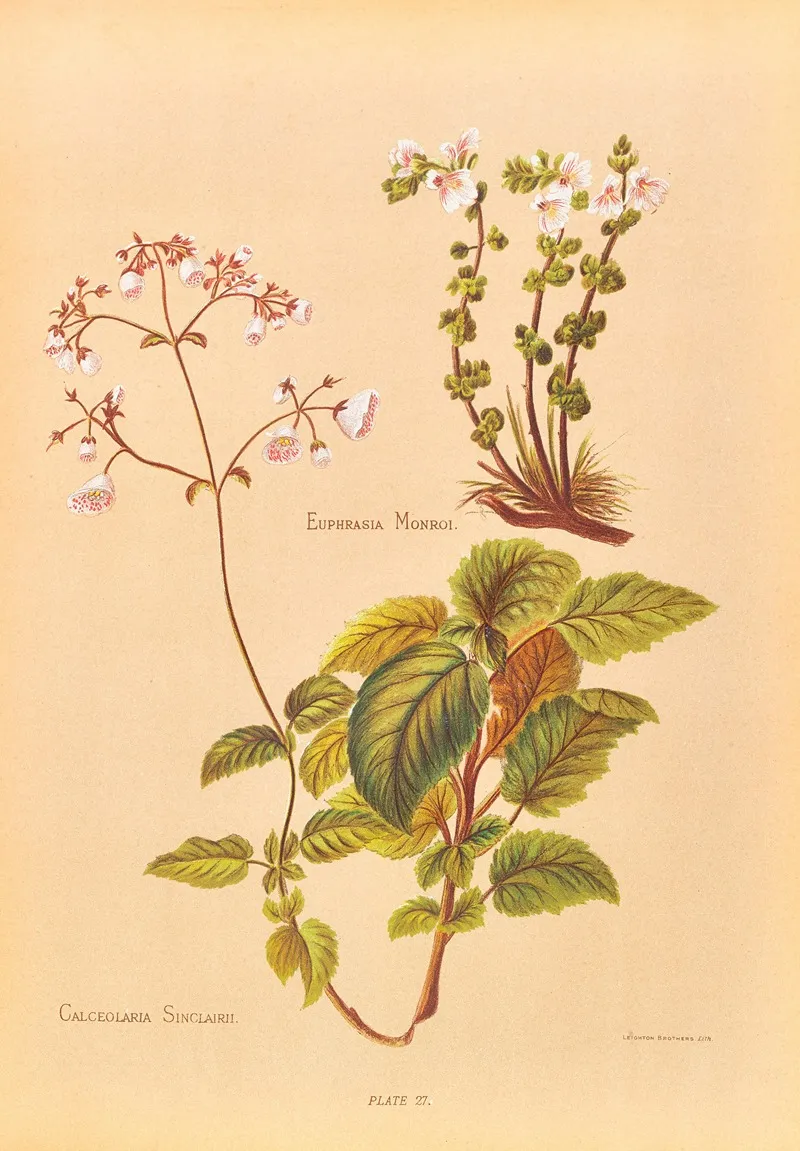 Calceolaria Sinclairii Wall Art by Georgina Burne Hetley - High-Resolution Digital Print
