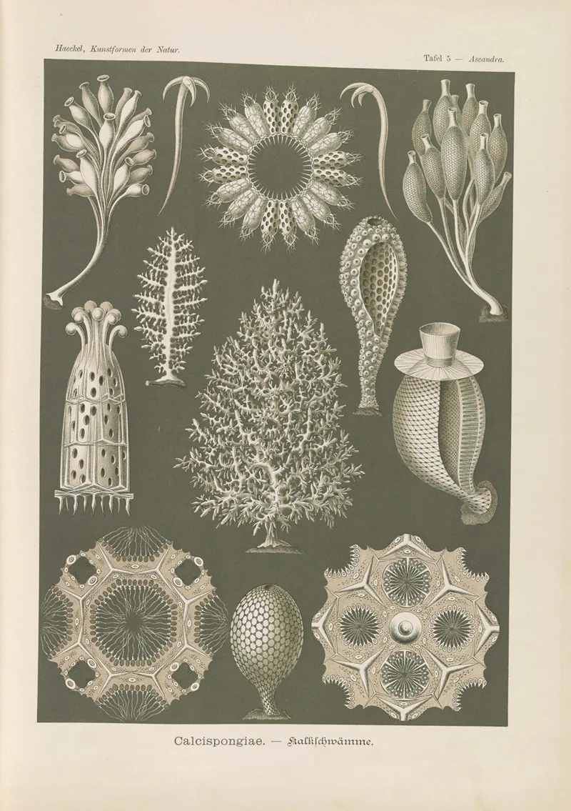 Calcispongiae Kalkschwamme Wall Art by Ernst Haeckel - High-Resolution Digital Print