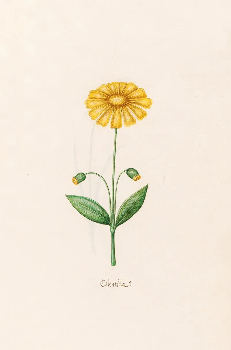 Calentula Wall Art by Magdelena Rosina Funck - High-Resolution Digital Print