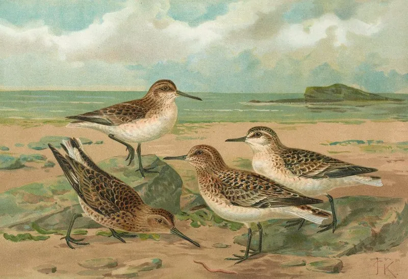 Calidris Arenaria Limicola Platyrhyncha Temm Wall Art by Johann Friedrich Naumann - High-Resolution Digital Print