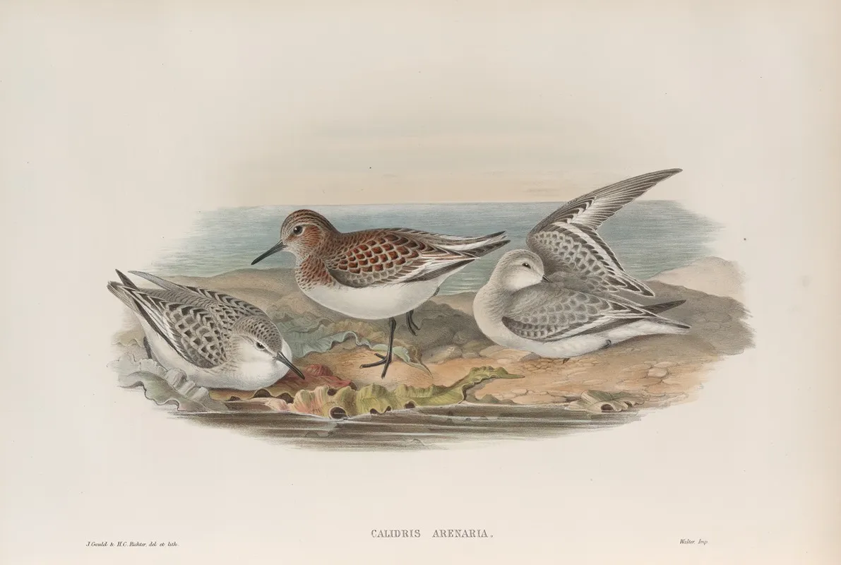 Calidris Arenaria Sanderling Wall Art by John Gould - High-Resolution Digital Print