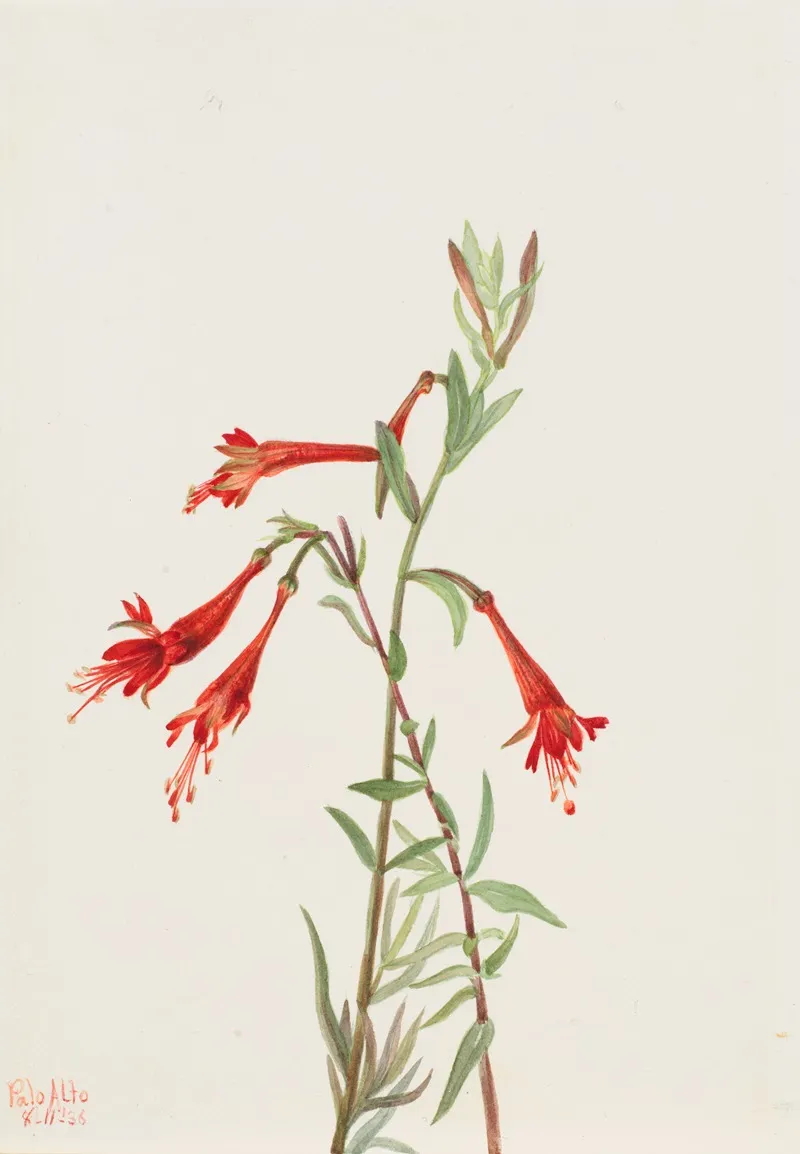 California Fuschia Zauschneria Californica