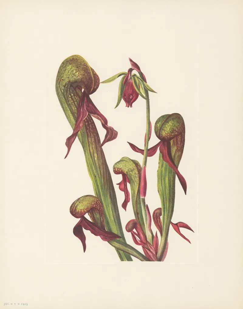 California Pitcherplant Chrysamphora Californica 3