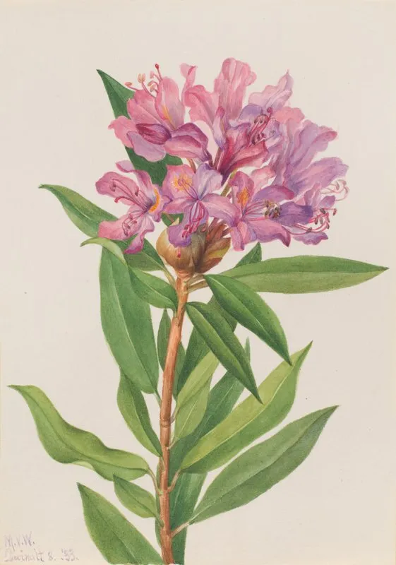 California Rose Bay Rhododendron Californicum