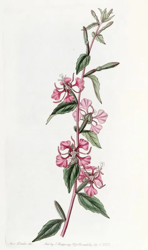 Californian Clarkia Wall Art by Sydenham Edwards - High-Resolution Digital Print