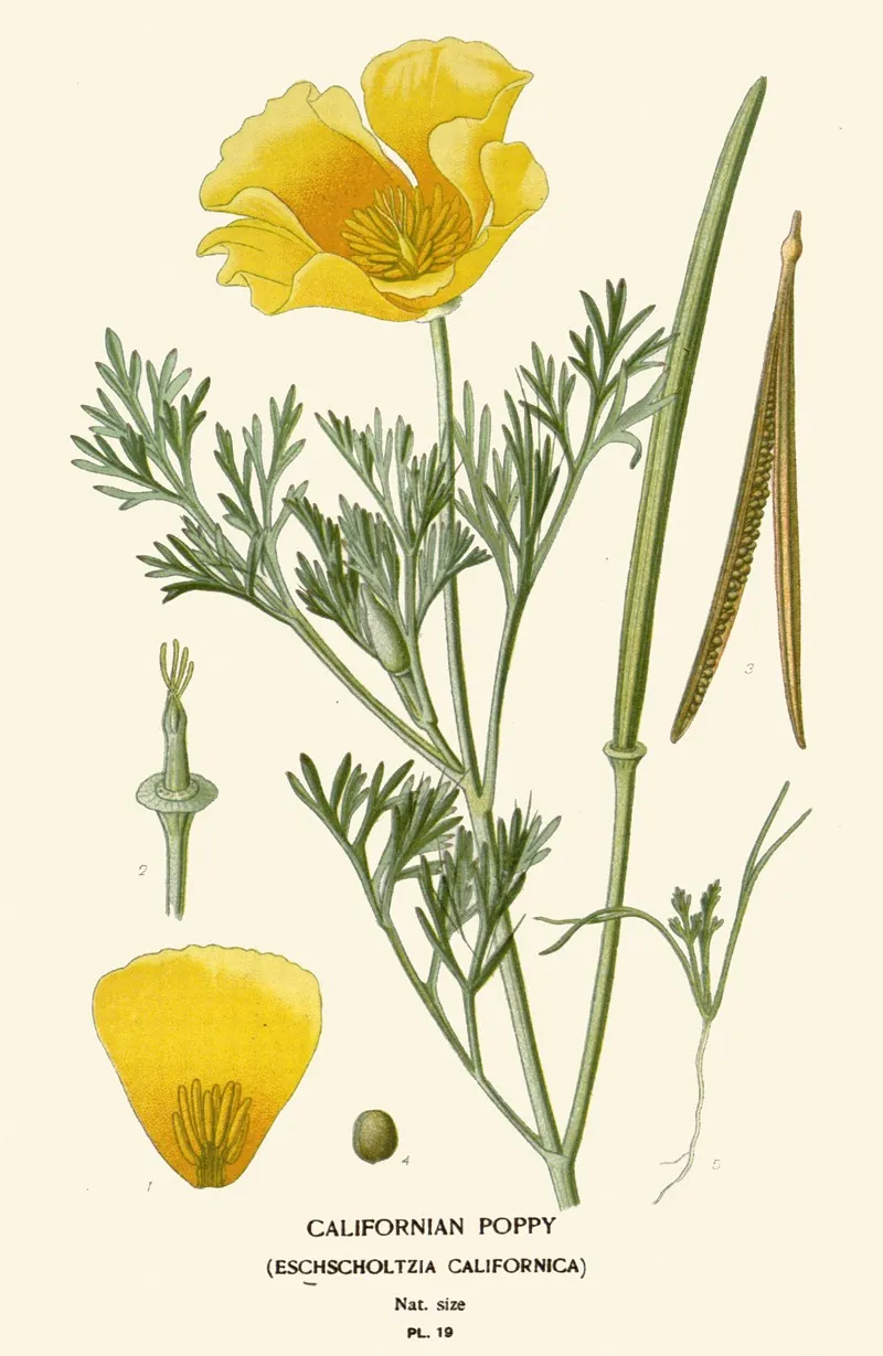 Californian Poppy Wall Art by Edward Step - High-Resolution Digital Print