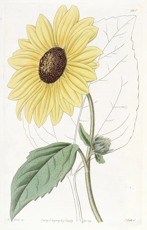 Californian Sun Flower Wall Art by Sydenham Edwards - High-Resolution Digital Print