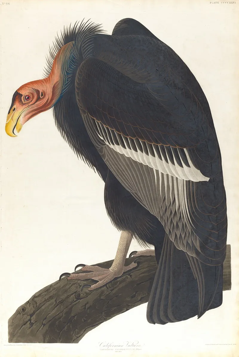 Californian Vulture Wall Art by John James Audubon - High-Resolution Digital Print