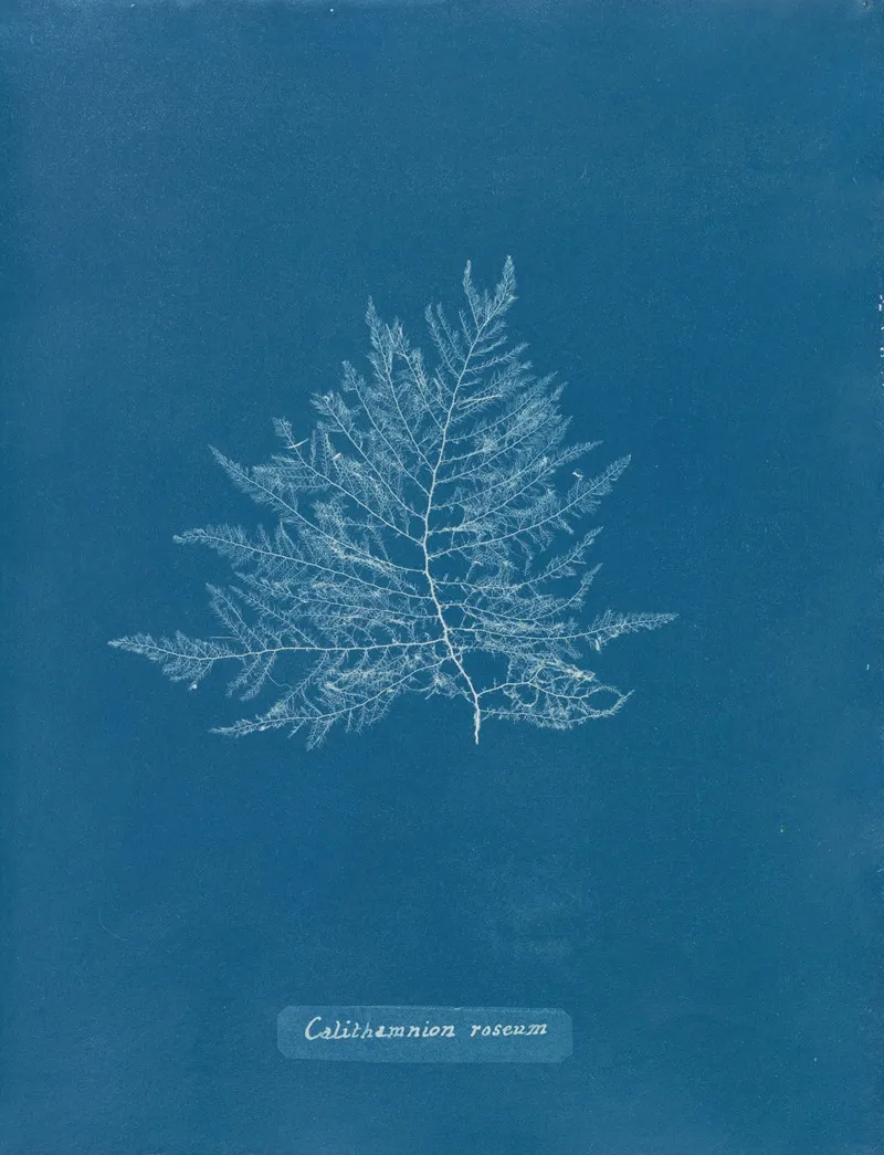 Calithamnion Roseum Wall Art by Anna Atkins - High-Resolution Digital Print