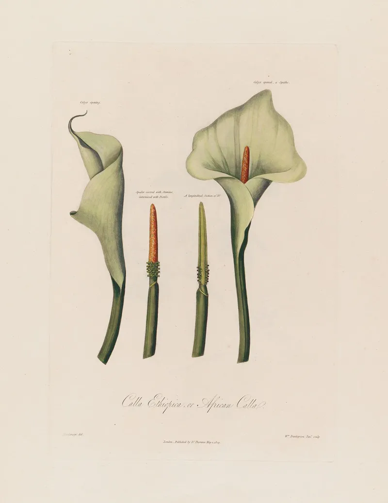 Calla Ethiopica Or African Calla Wall Art by Robert John Thornton - High-Resolution Digital Print